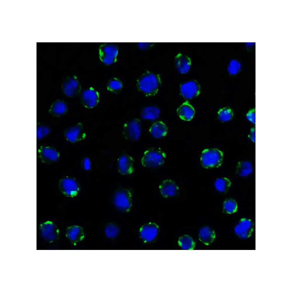 ProSci RF16095 B7H3 Antibody [10G6], ProSci, 0.1 mg/Unit Secondary Image