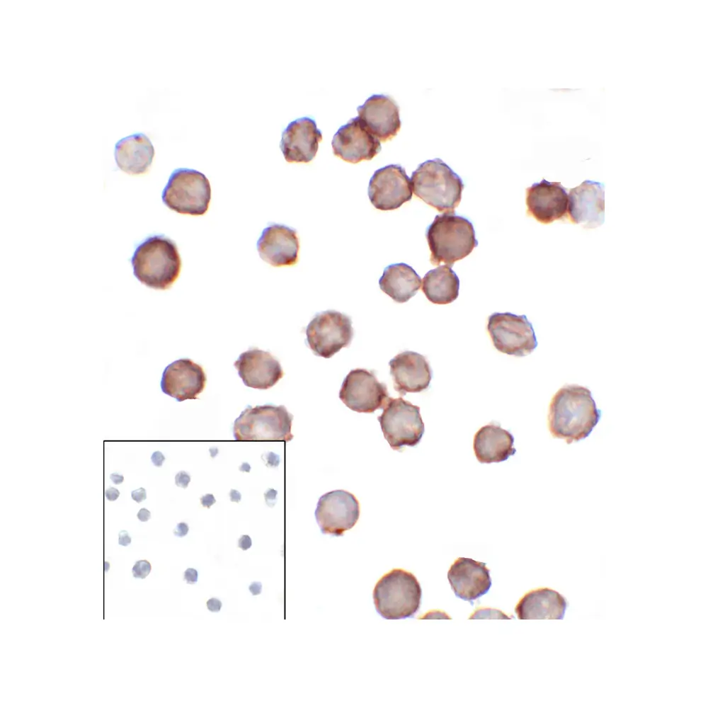 ProSci RF16092_S B7H3 Antibody [2A7], ProSci, 0.02 mg/Unit Secondary Image