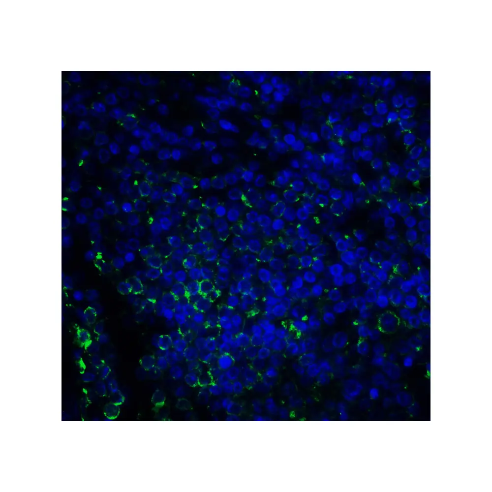 ProSci RF16092 B7H3 Antibody [2A7], ProSci, 0.1 mg/Unit Quaternary Image