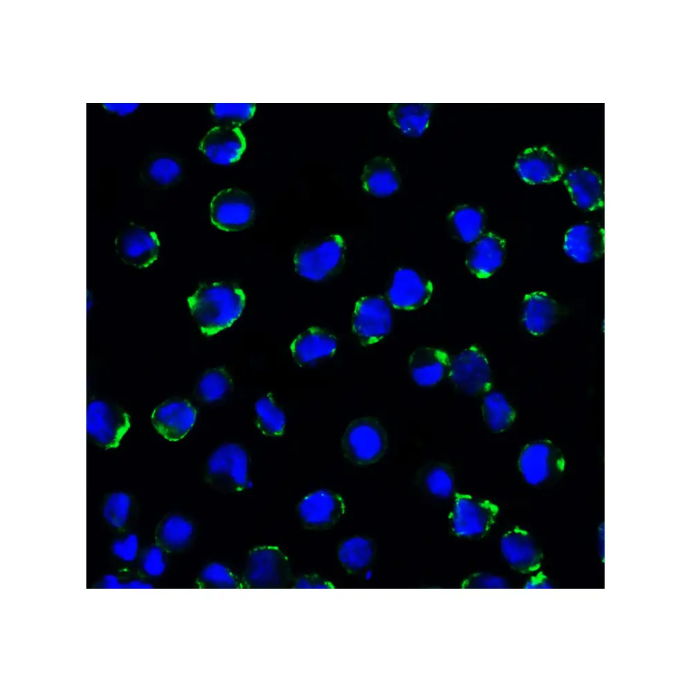 ProSci RF16092 B7H3 Antibody [2A7], ProSci, 0.1 mg/Unit Tertiary Image