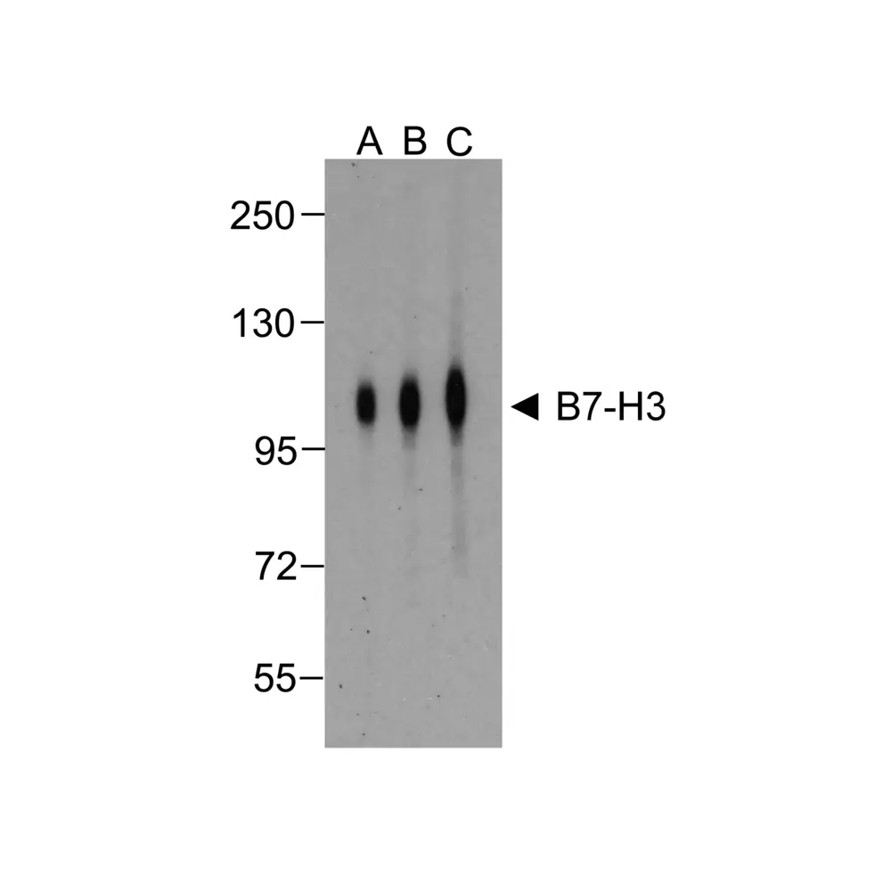 ProSci RF16092_S B7H3 Antibody [2A7], ProSci, 0.02 mg/Unit Primary Image