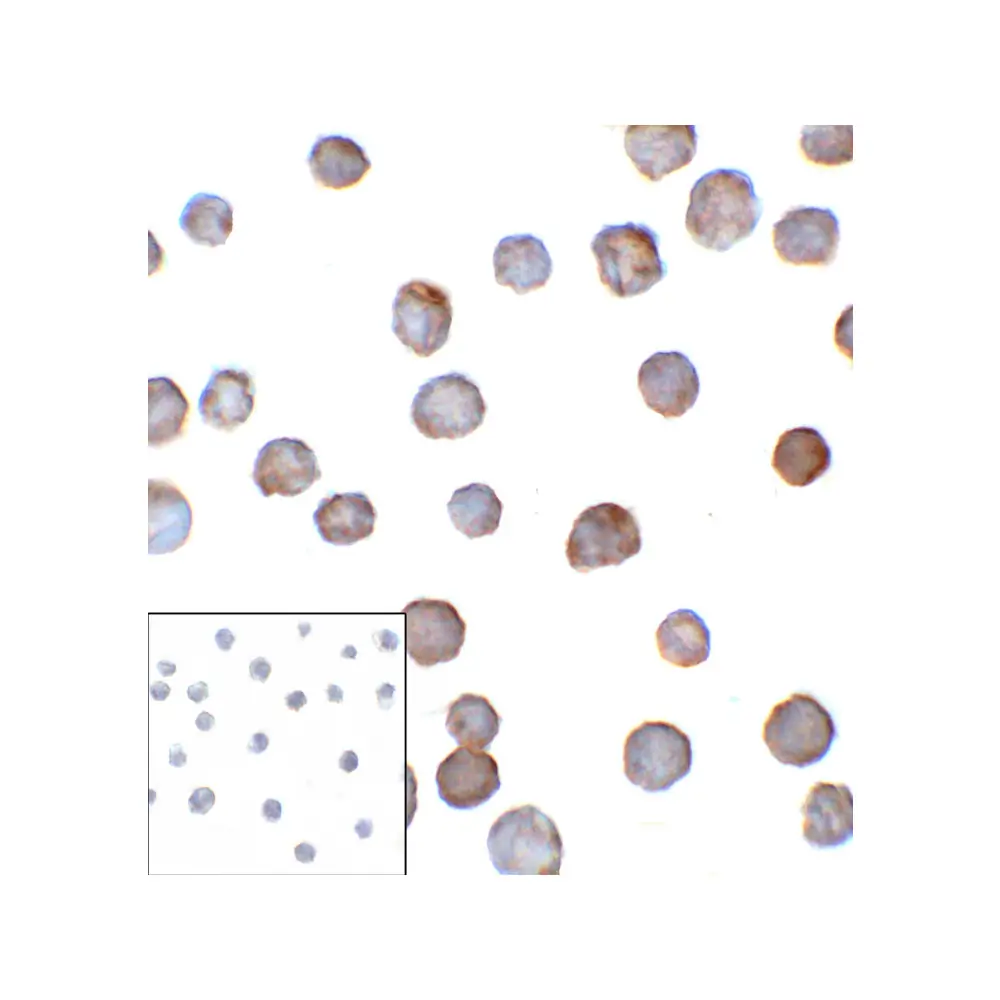 ProSci RF16091 B7H3 Antibody [2H5], ProSci, 0.1 mg/Unit Secondary Image