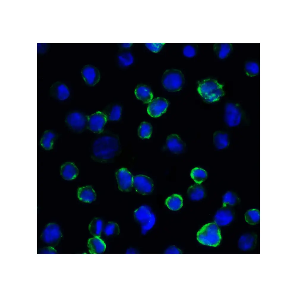 ProSci RF16091 B7H3 Antibody [2H5], ProSci, 0.1 mg/Unit Tertiary Image