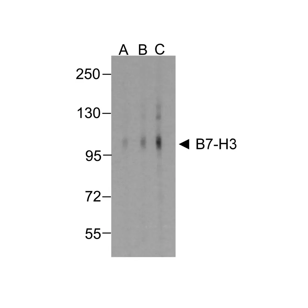 ProSci RF16091 B7H3 Antibody [2H5], ProSci, 0.1 mg/Unit Primary Image