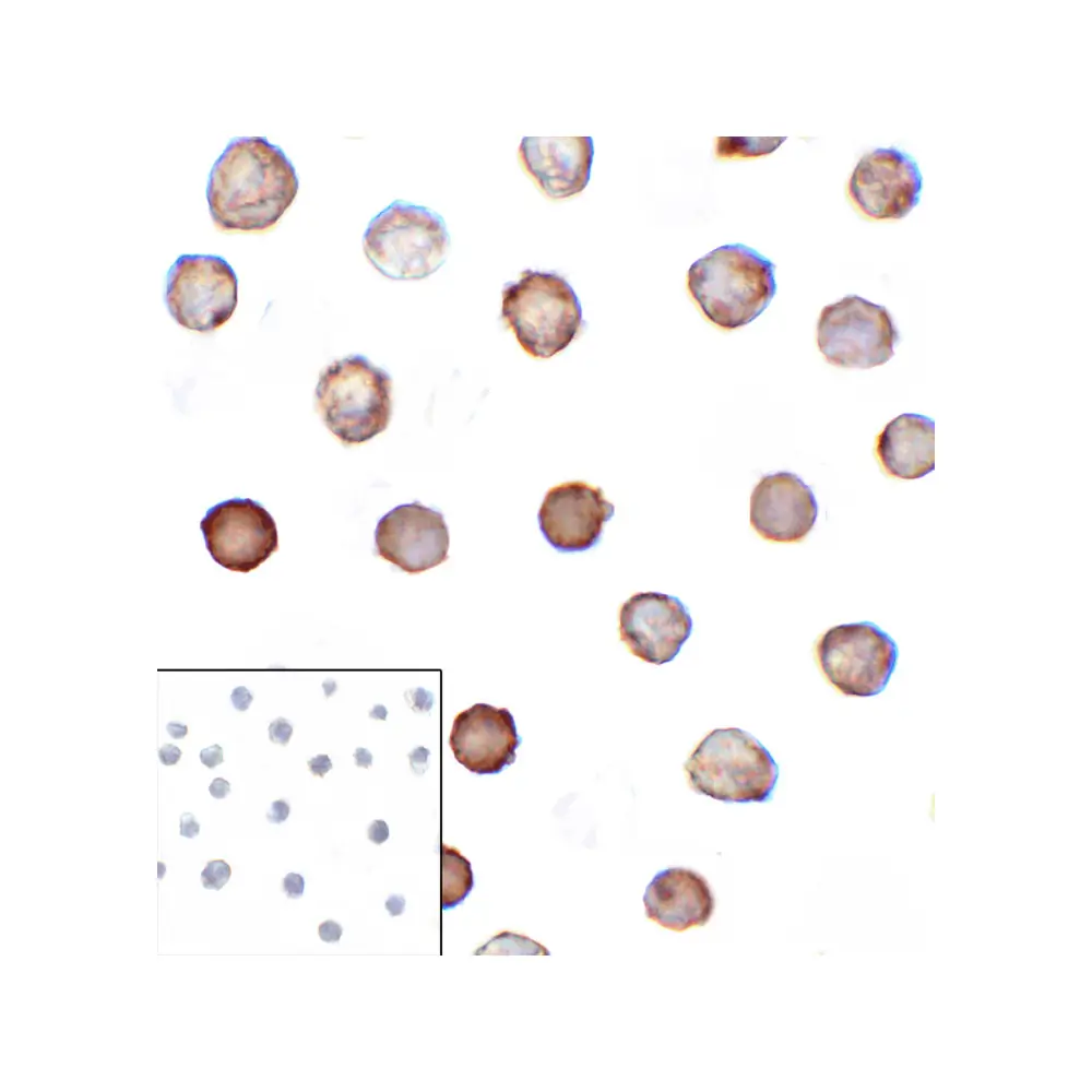 ProSci RF16093 B7H3 Antibody [4H3], ProSci, 0.1 mg/Unit Secondary Image