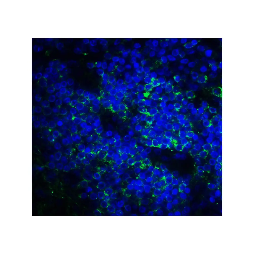 ProSci RF16093 B7H3 Antibody [4H3], ProSci, 0.1 mg/Unit Quaternary Image