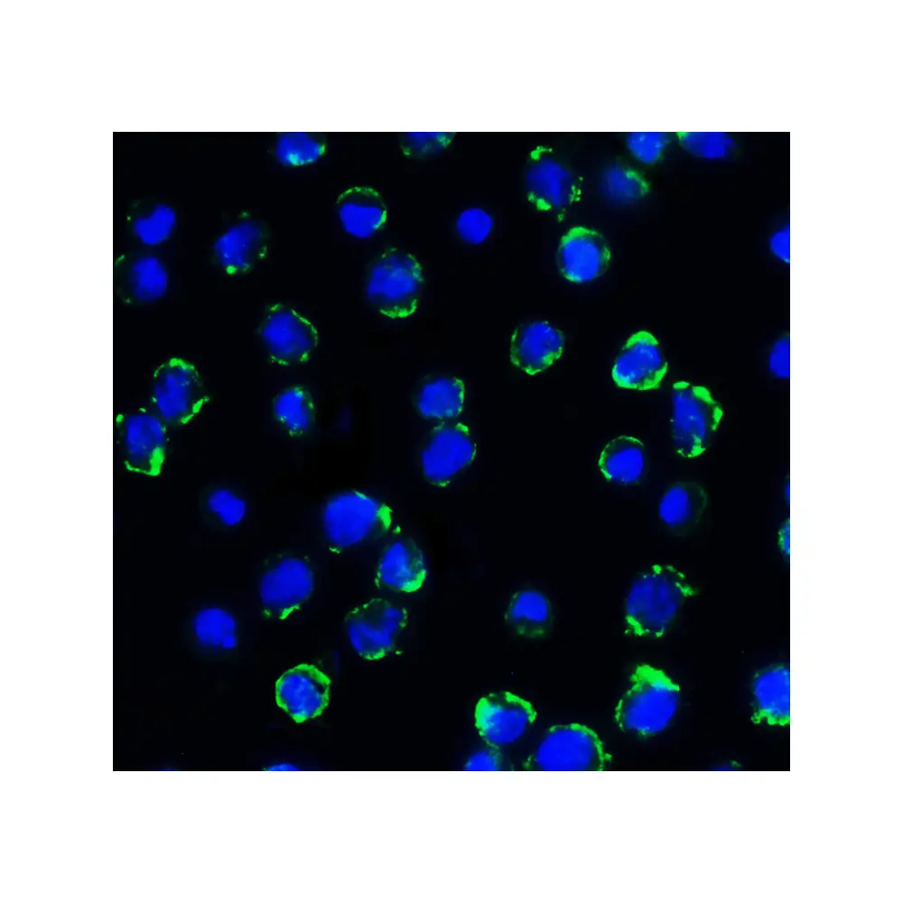 ProSci RF16093 B7H3 Antibody [4H3], ProSci, 0.1 mg/Unit Tertiary Image