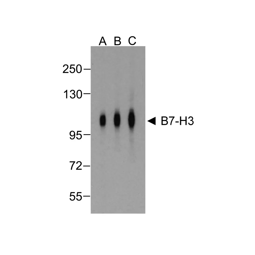 ProSci RF16093 B7H3 Antibody [4H3], ProSci, 0.1 mg/Unit Primary Image