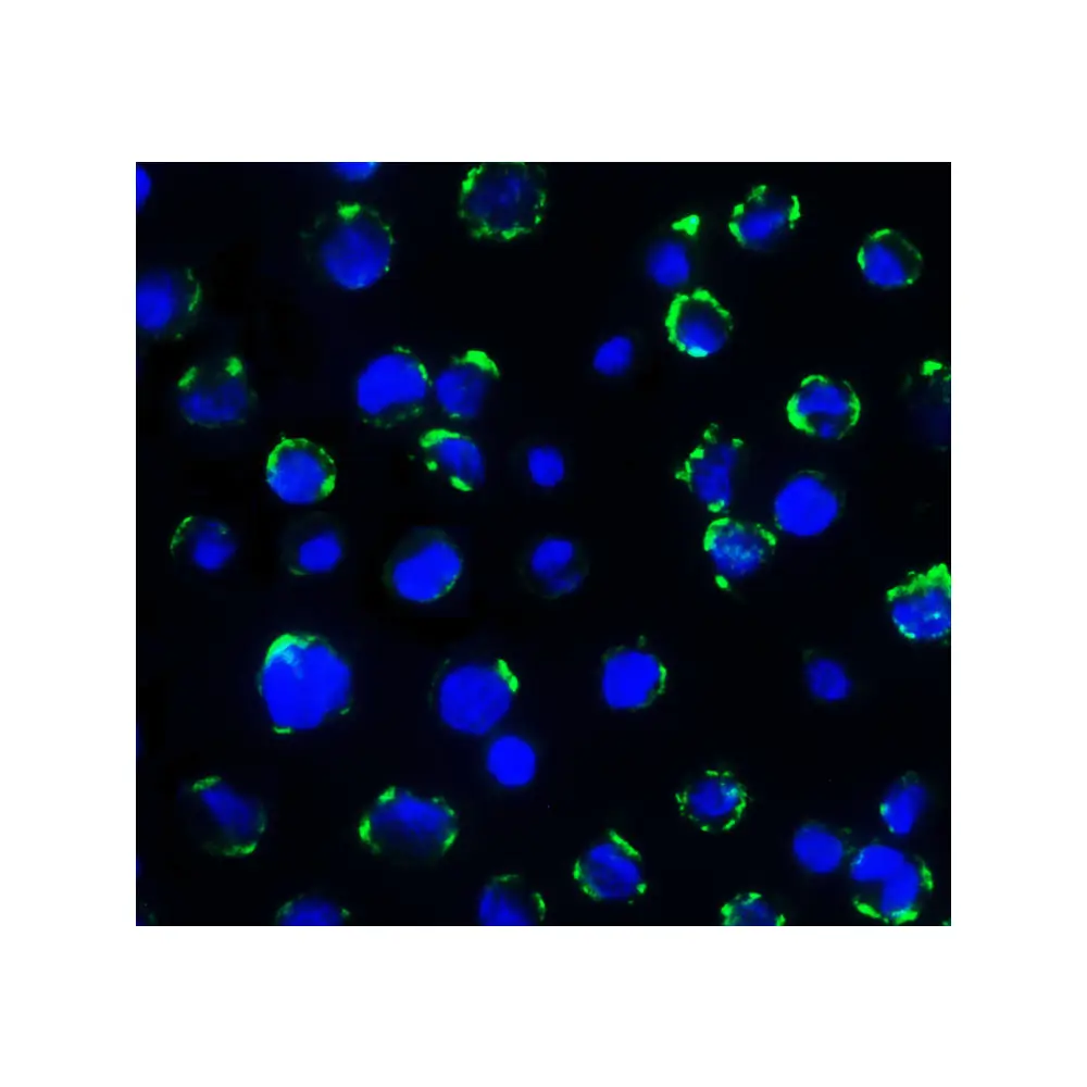 ProSci RF16094 B7H3 Antibody [7B3], ProSci, 0.1 mg/Unit Secondary Image