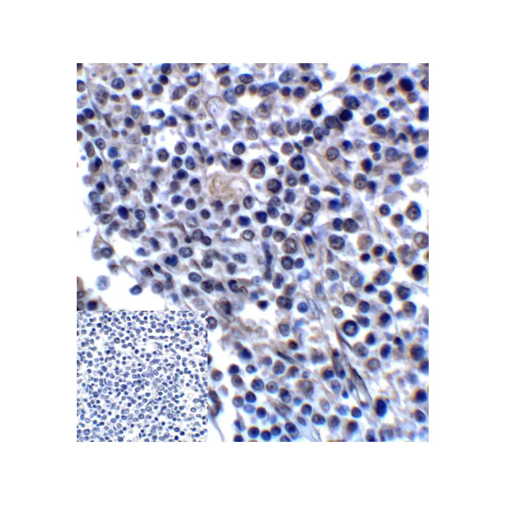ProSci RF16094 B7H3 Antibody [7B3], ProSci, 0.1 mg/Unit Quaternary Image