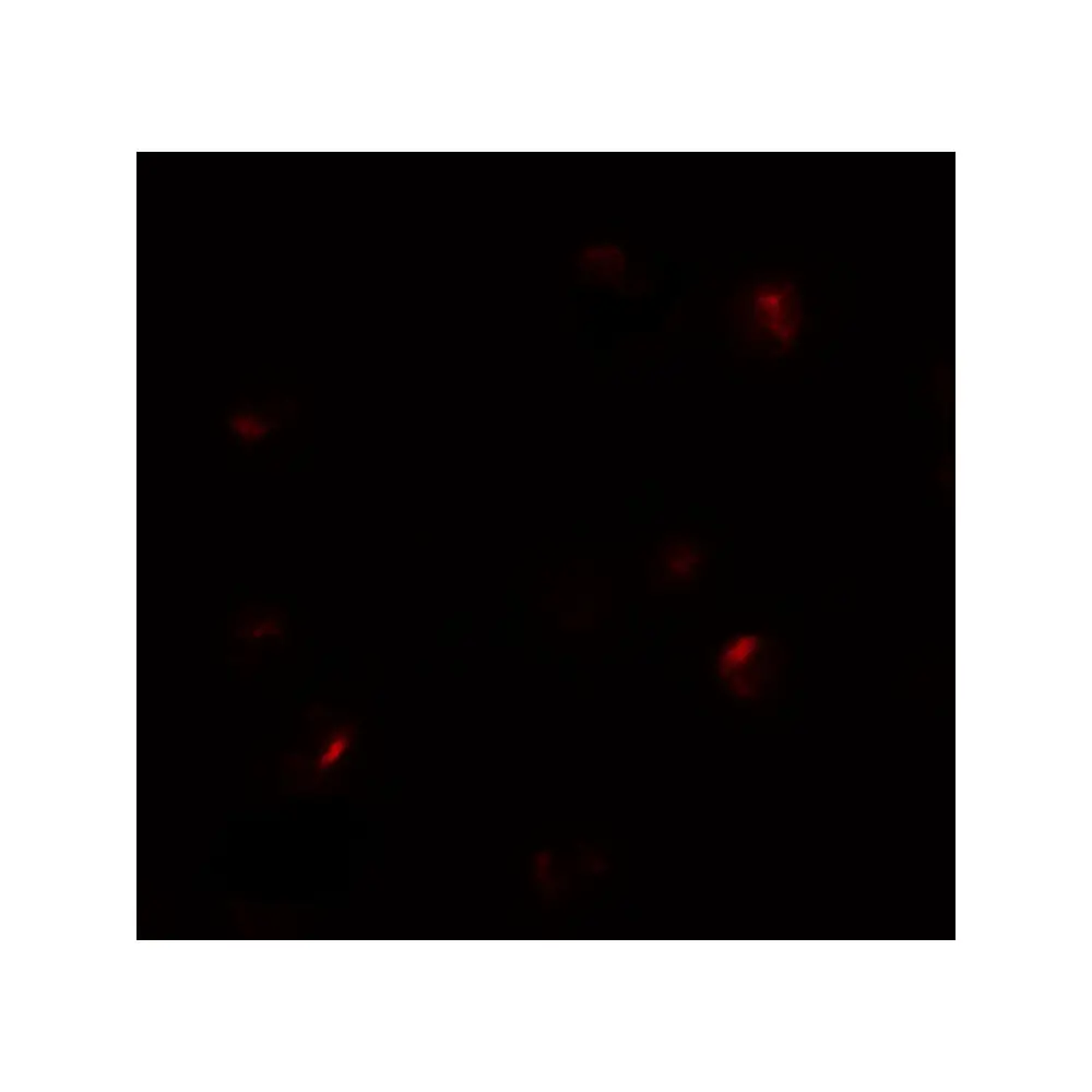 ProSci 6715 B9D1 Antibody, ProSci, 0.1 mg/Unit Tertiary Image