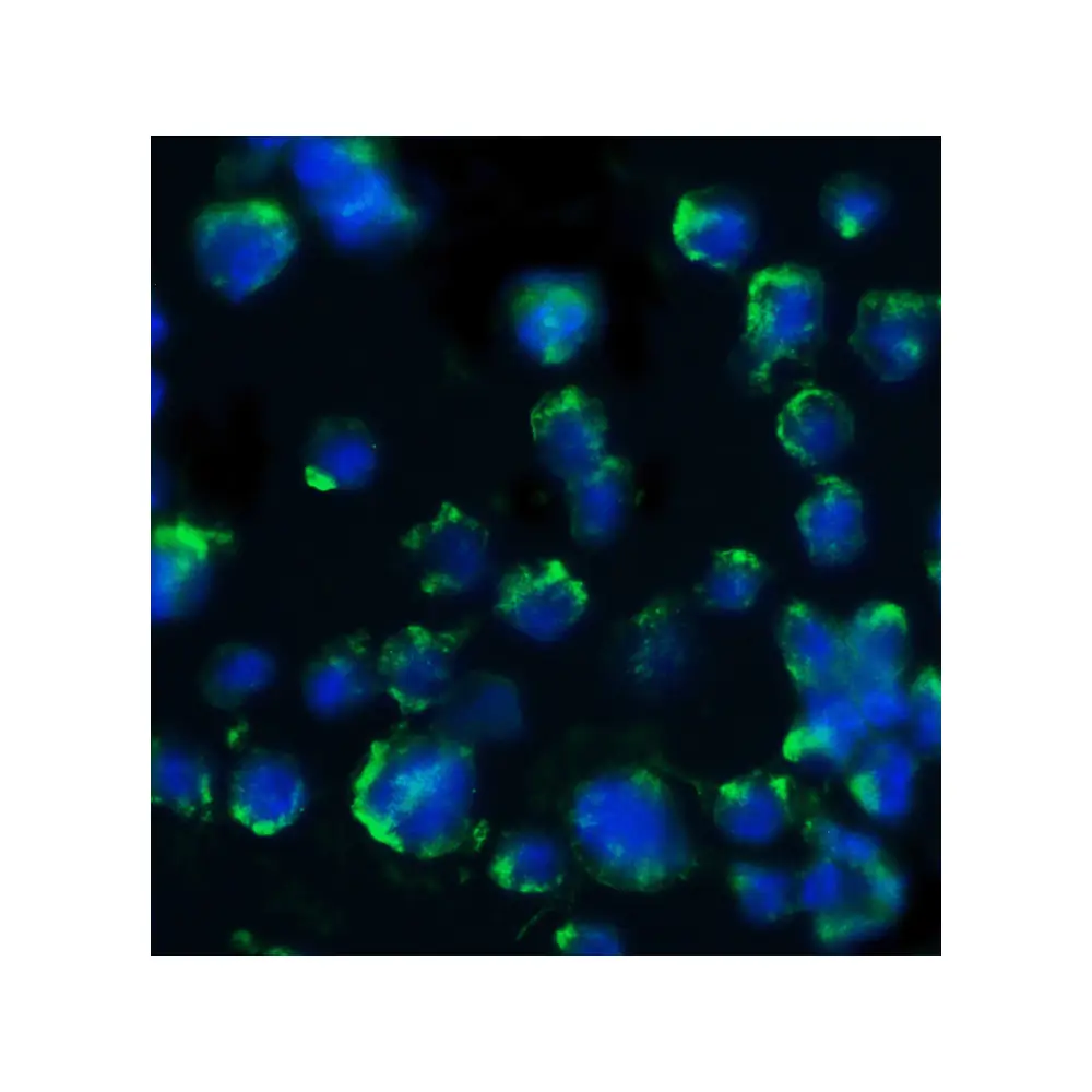 ProSci 2253_S BACE Antibody, ProSci, 0.02 mg/Unit Quaternary Image