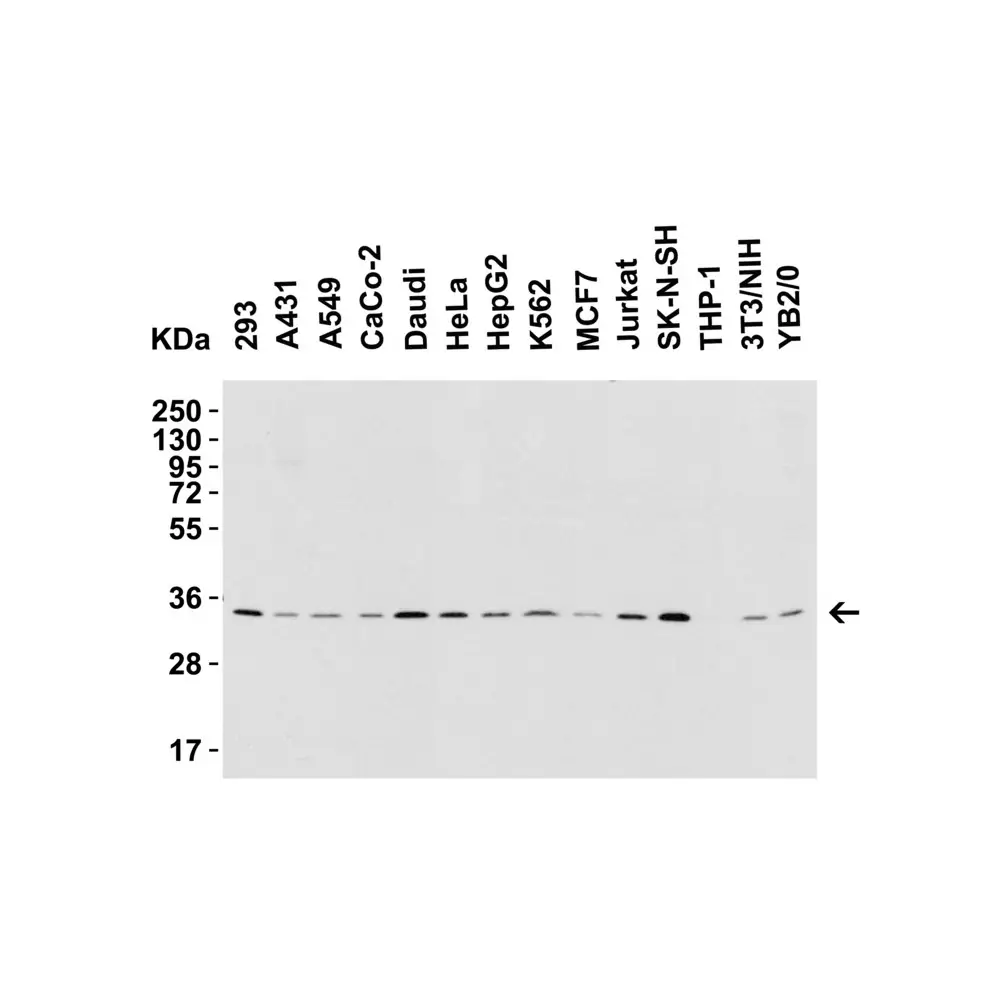 ProSci 2221_S BAFF Antibody, ProSci, 0.02 mg/Unit Secondary Image