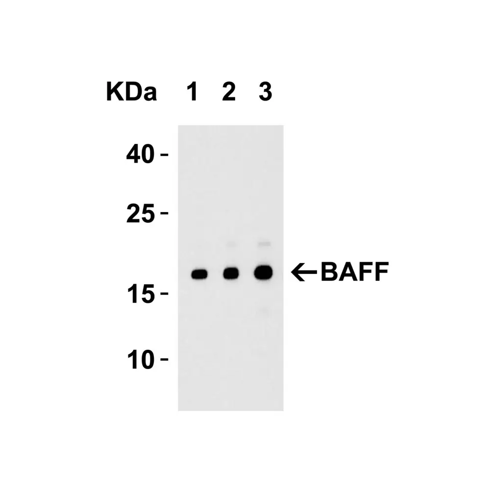 ProSci 2221_S BAFF Antibody, ProSci, 0.02 mg/Unit Tertiary Image