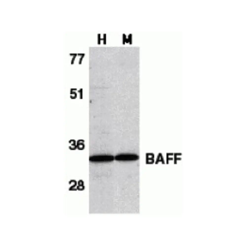 ProSci 2221 BAFF Antibody, ProSci, 0.1 mg/Unit Primary Image
