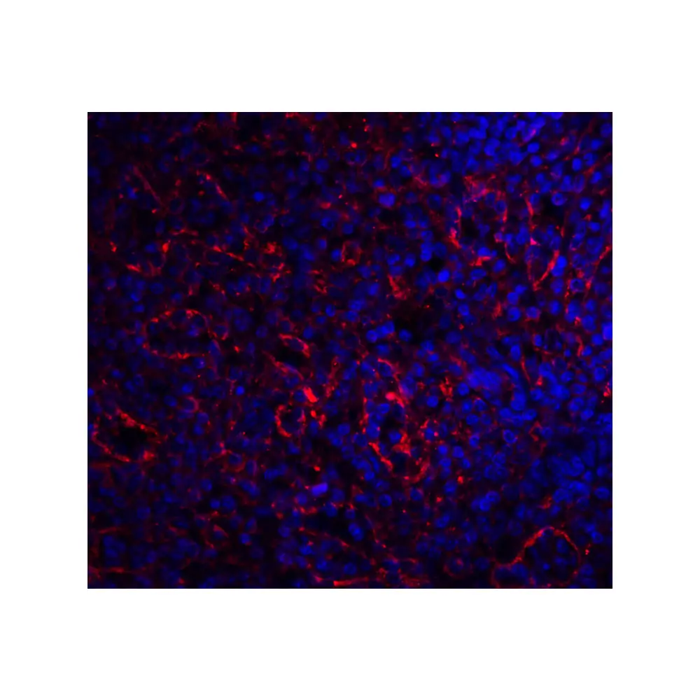 ProSci 3097 BAFF Receptor Antibody, ProSci, 0.1 mg/Unit Tertiary Image