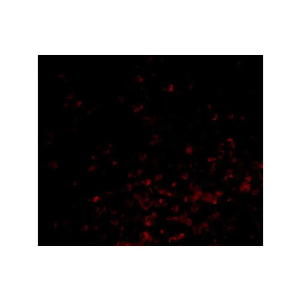 ProSci 3871 BAG-1 Antibody, ProSci, 0.1 mg/Unit Tertiary Image