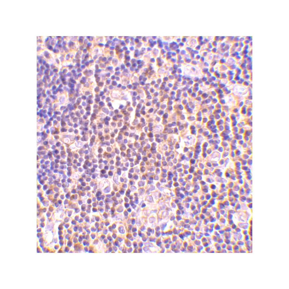 ProSci 3871 BAG-1 Antibody, ProSci, 0.1 mg/Unit Secondary Image