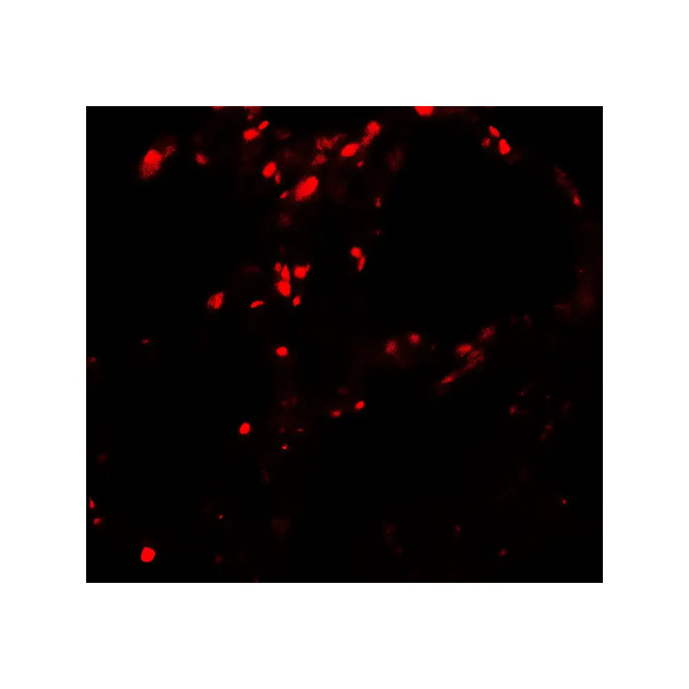 ProSci 7931 BAMBI Antibody, ProSci, 0.1 mg/Unit Tertiary Image