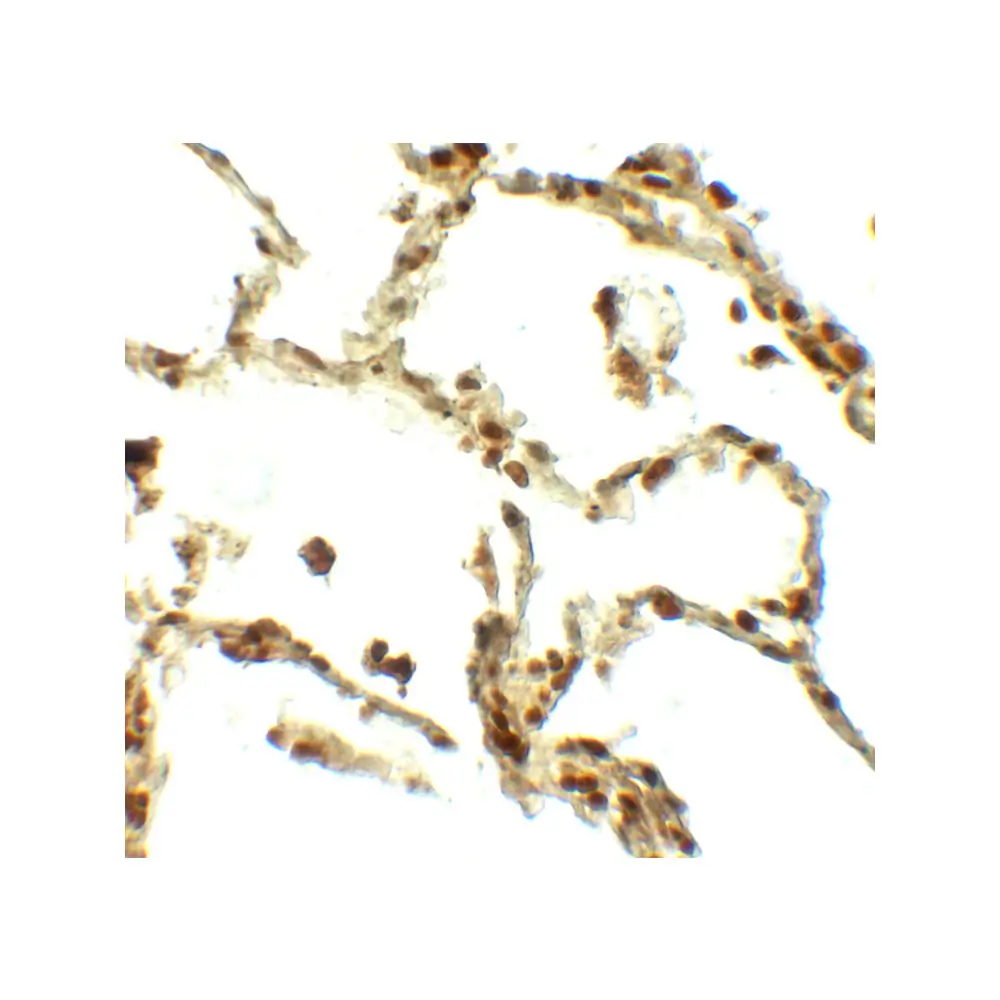 ProSci 7931 BAMBI Antibody, ProSci, 0.1 mg/Unit Secondary Image