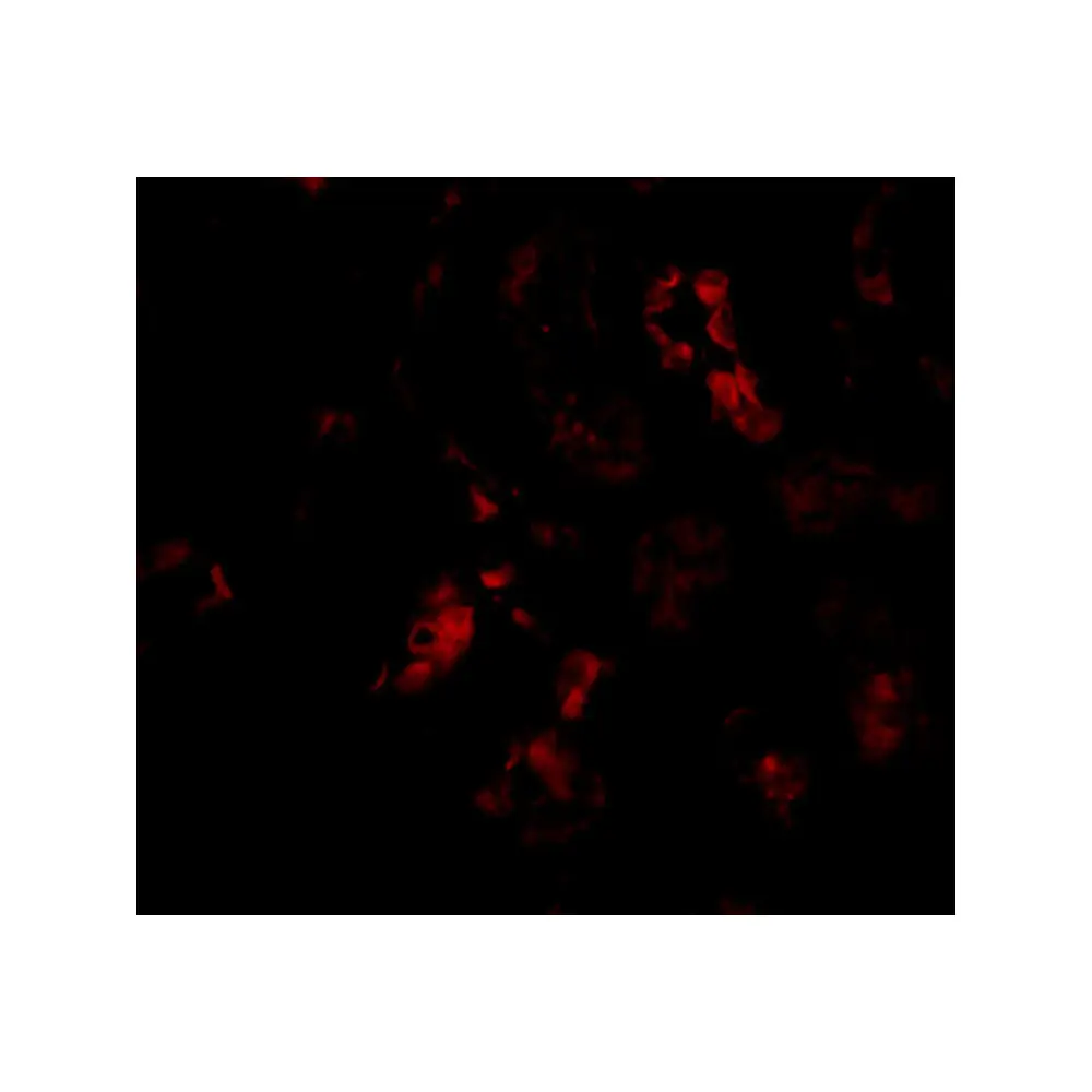 ProSci 4017 BANF1 Antibody, ProSci, 0.1 mg/Unit Tertiary Image