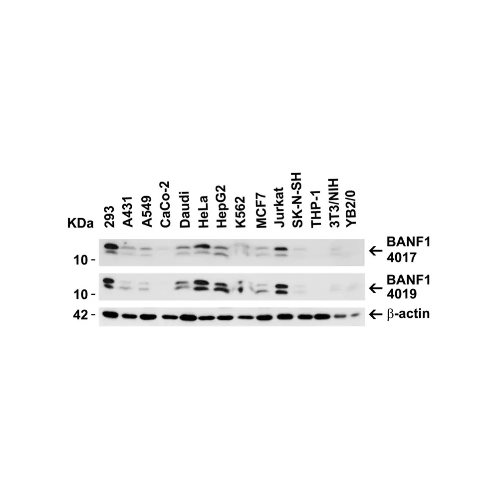 ProSci 4017_S BANF1 Antibody, ProSci, 0.02 mg/Unit Primary Image
