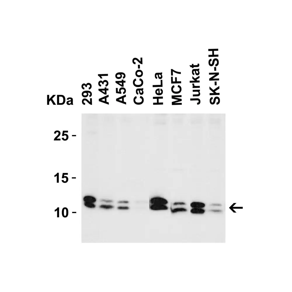 ProSci 4019_S BANF1 Antibody, ProSci, 0.02 mg/Unit Tertiary Image
