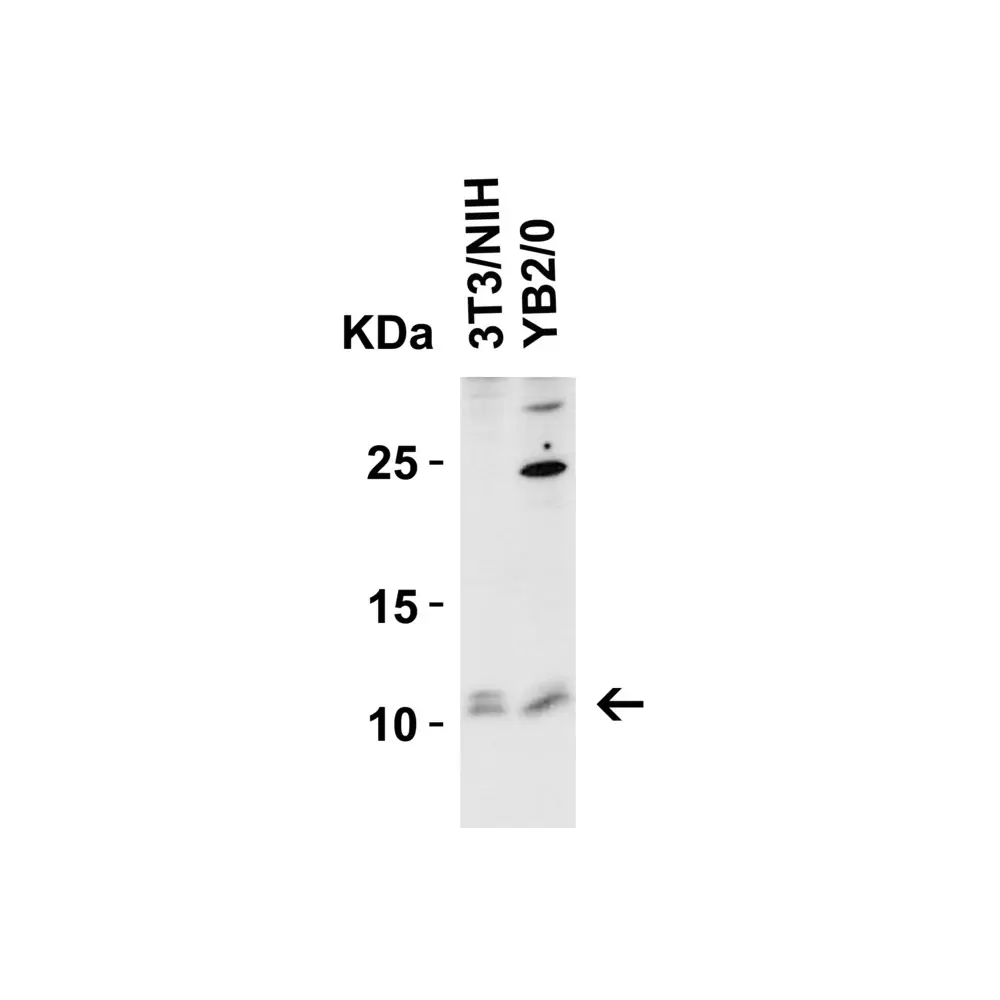 ProSci 4019 BANF1 Antibody, ProSci, 0.1 mg/Unit Quaternary Image