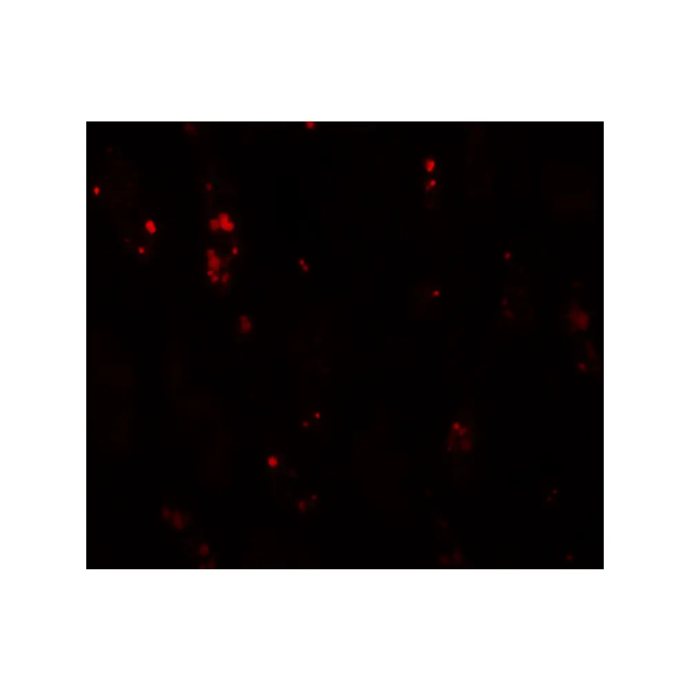 ProSci 5977_S BANP Antibody, ProSci, 0.02 mg/Unit Tertiary Image