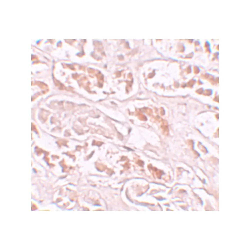 ProSci 5977_S BANP Antibody, ProSci, 0.02 mg/Unit Secondary Image