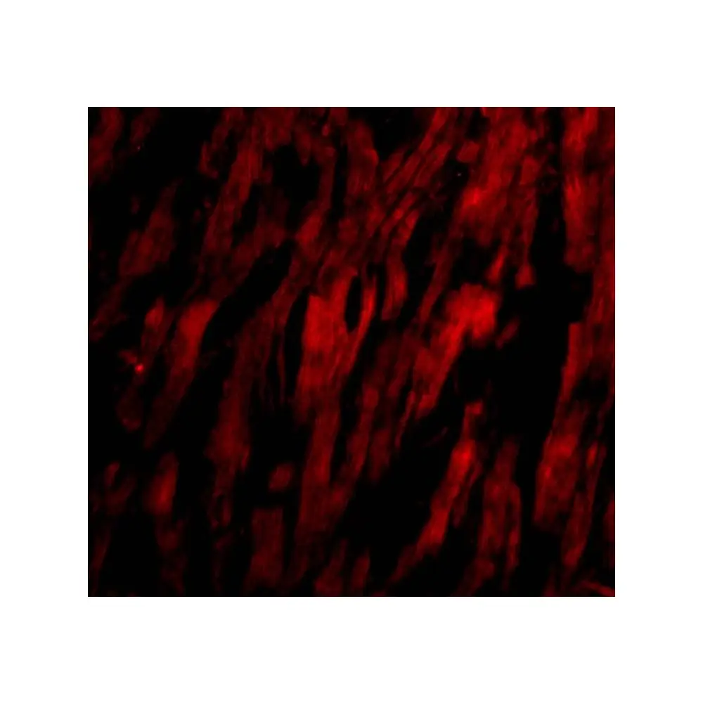 ProSci 3667_S BAP29 Antibody, ProSci, 0.02 mg/Unit Tertiary Image