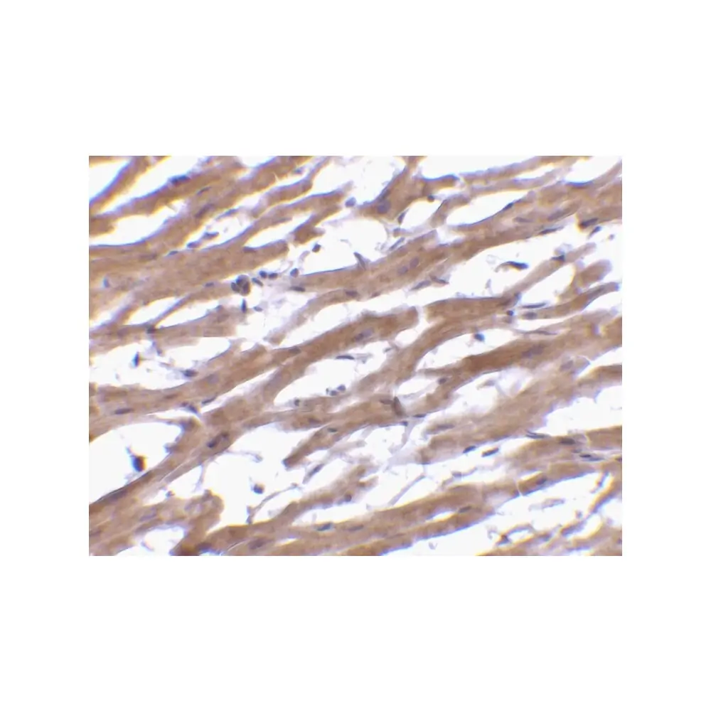 ProSci 3667_S BAP29 Antibody, ProSci, 0.02 mg/Unit Secondary Image