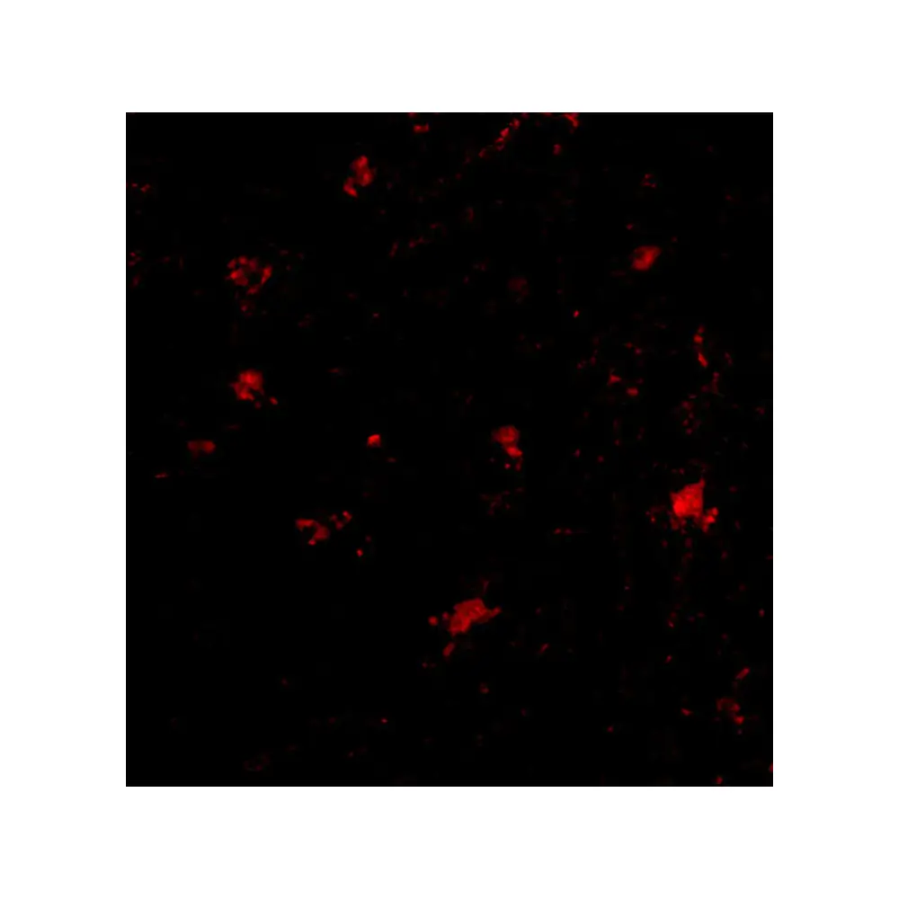 ProSci 4503 BAP3 Antibody, ProSci, 0.1 mg/Unit Tertiary Image