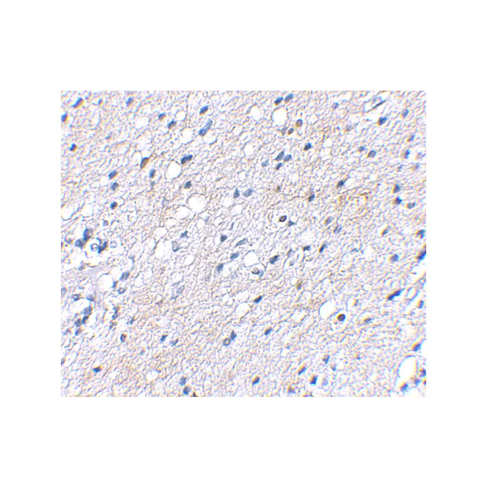 ProSci 4503 BAP3 Antibody, ProSci, 0.1 mg/Unit Secondary Image