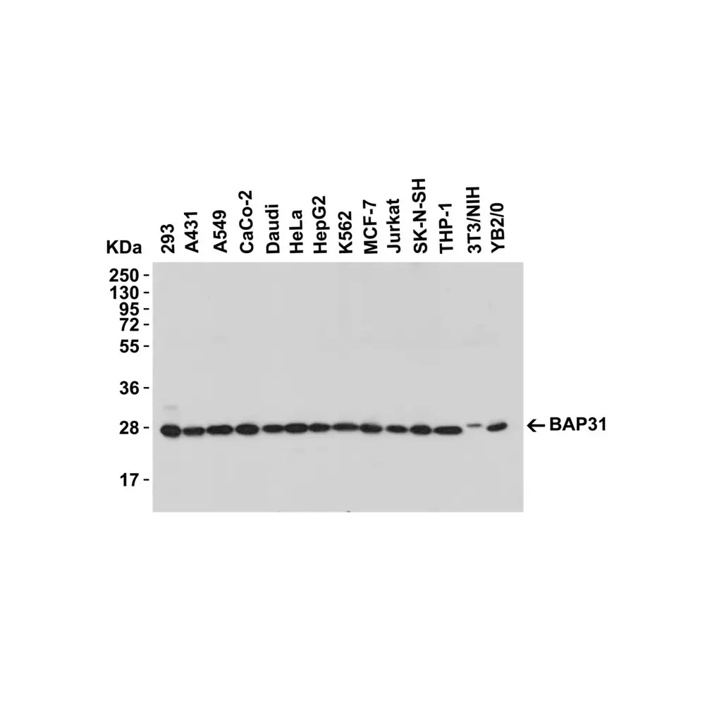 ProSci 3665 BAP31 Antibody, ProSci, 0.1 mg/Unit Secondary Image