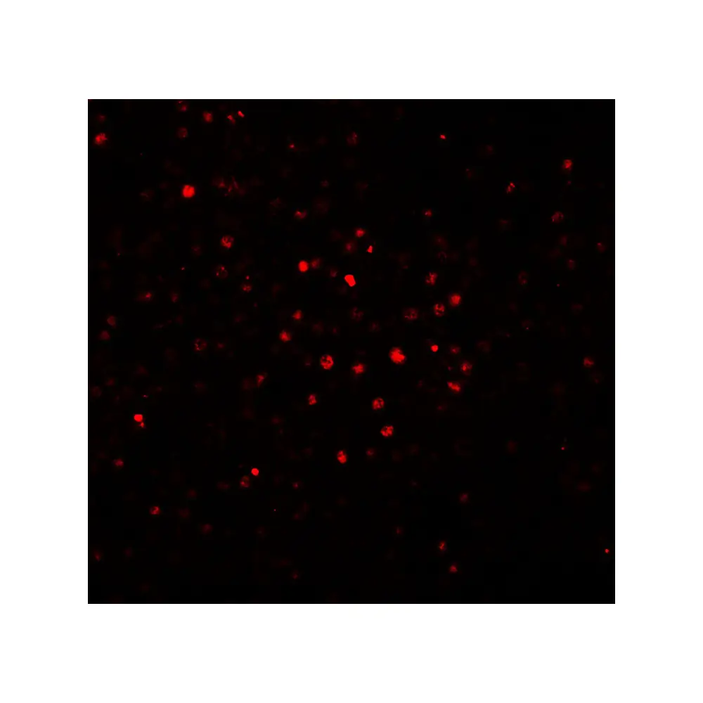 ProSci 7069 BATF Antibody, ProSci, 0.1 mg/Unit Secondary Image