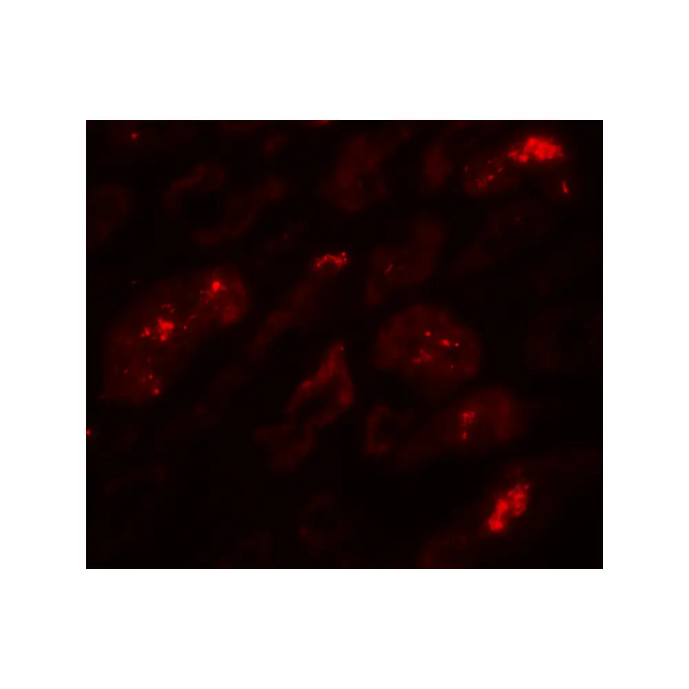 ProSci 7939 BATF3 Antibody, ProSci, 0.1 mg/Unit Tertiary Image