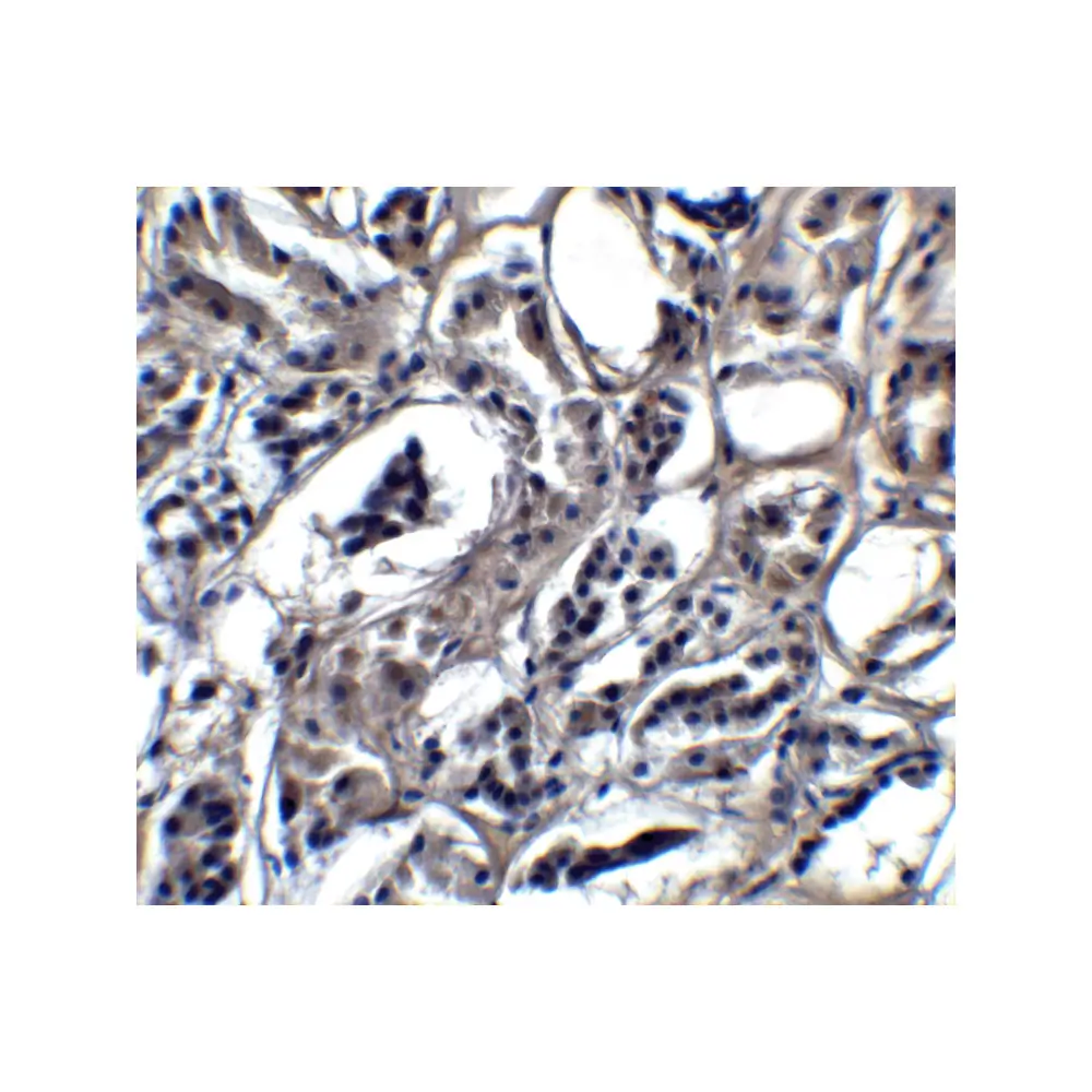ProSci 7939_S BATF3 Antibody, ProSci, 0.02 mg/Unit Secondary Image