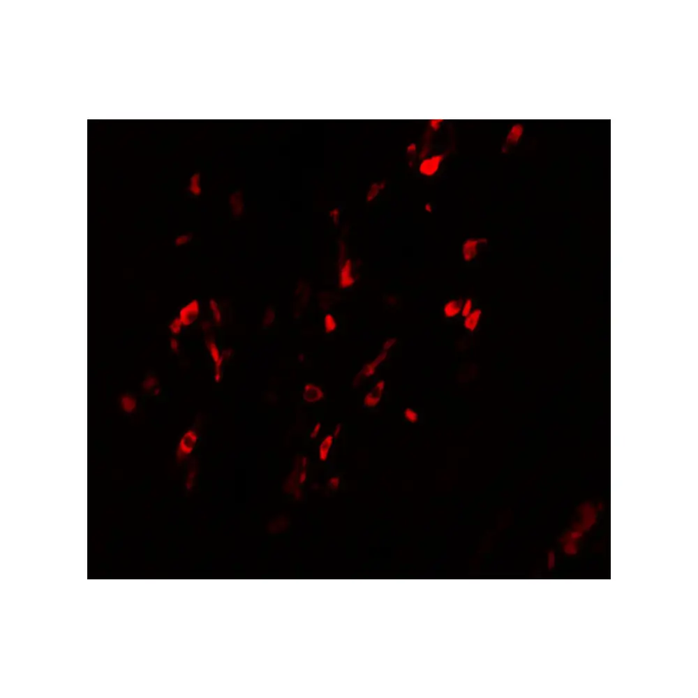 ProSci 5625_S BCAS1 Antibody, ProSci, 0.02 mg/Unit Tertiary Image