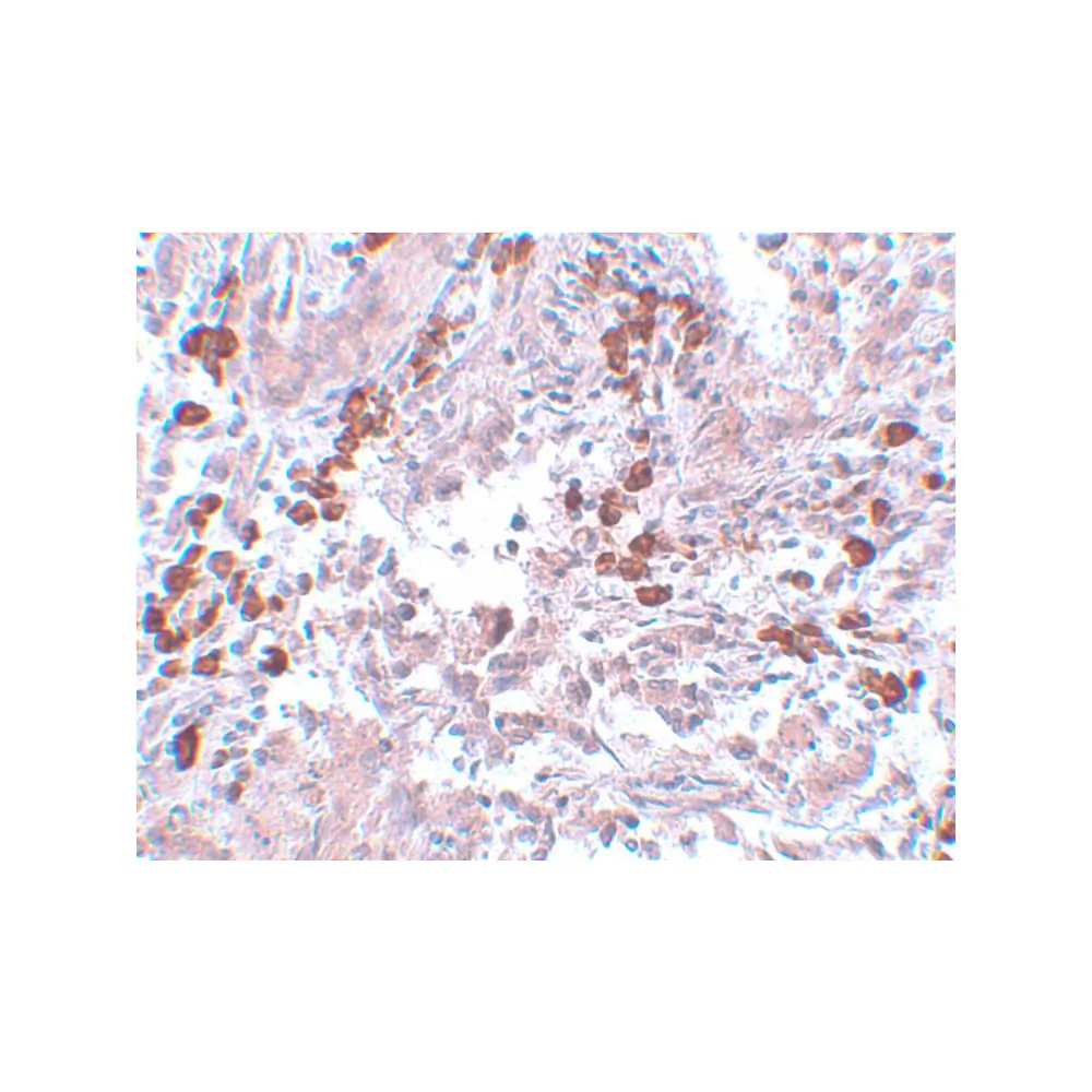 ProSci 5625_S BCAS1 Antibody, ProSci, 0.02 mg/Unit Secondary Image