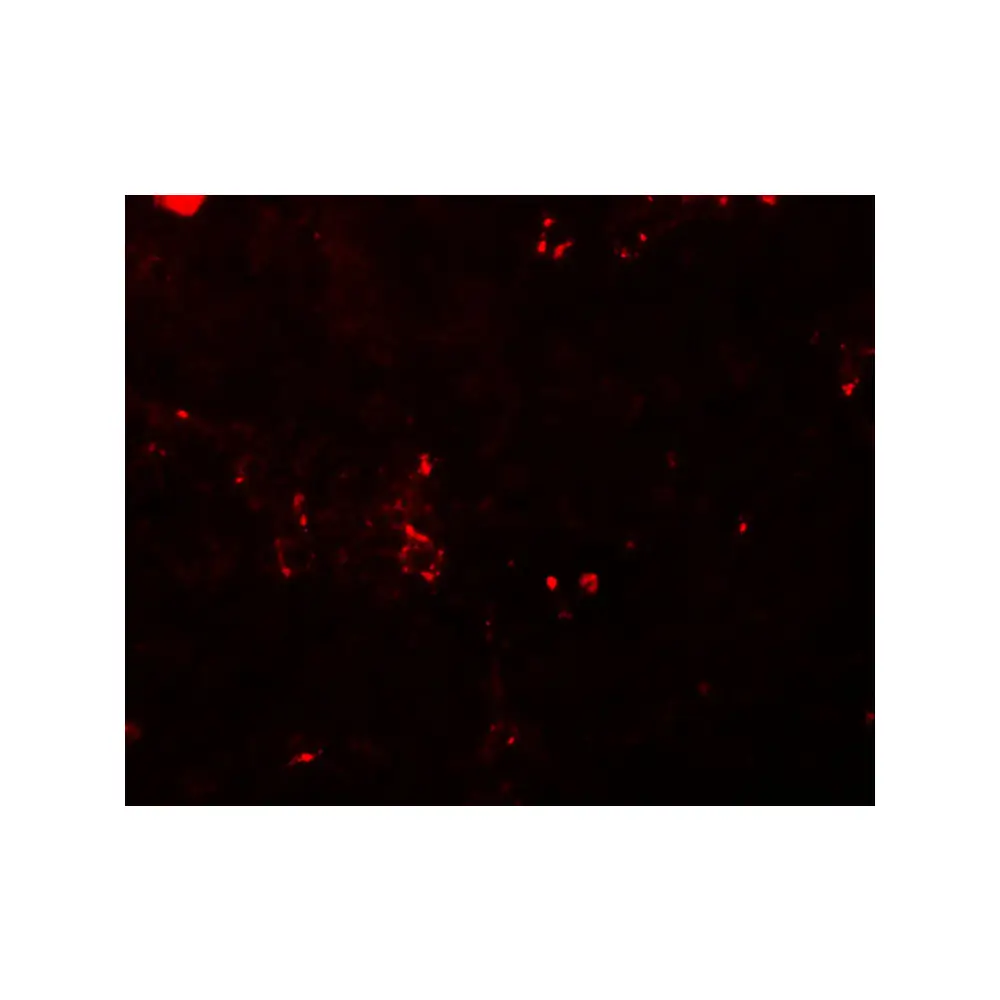 ProSci 5627 BCAS2 Antibody, ProSci, 0.1 mg/Unit Tertiary Image