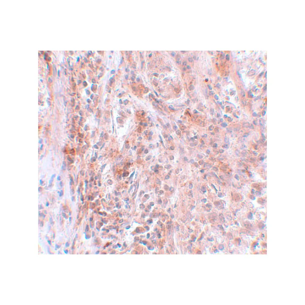 ProSci 5627 BCAS2 Antibody, ProSci, 0.1 mg/Unit Secondary Image