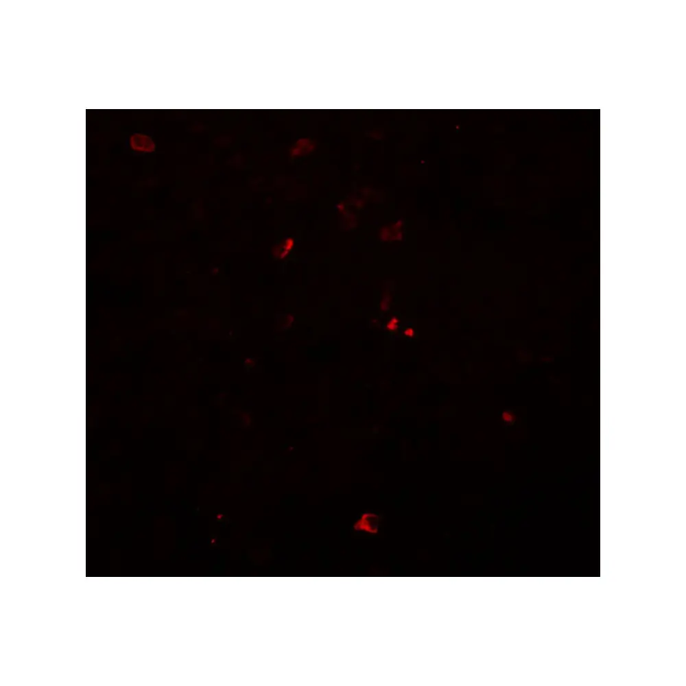 ProSci 5629_S BCAS3 Antibody, ProSci, 0.02 mg/Unit Tertiary Image