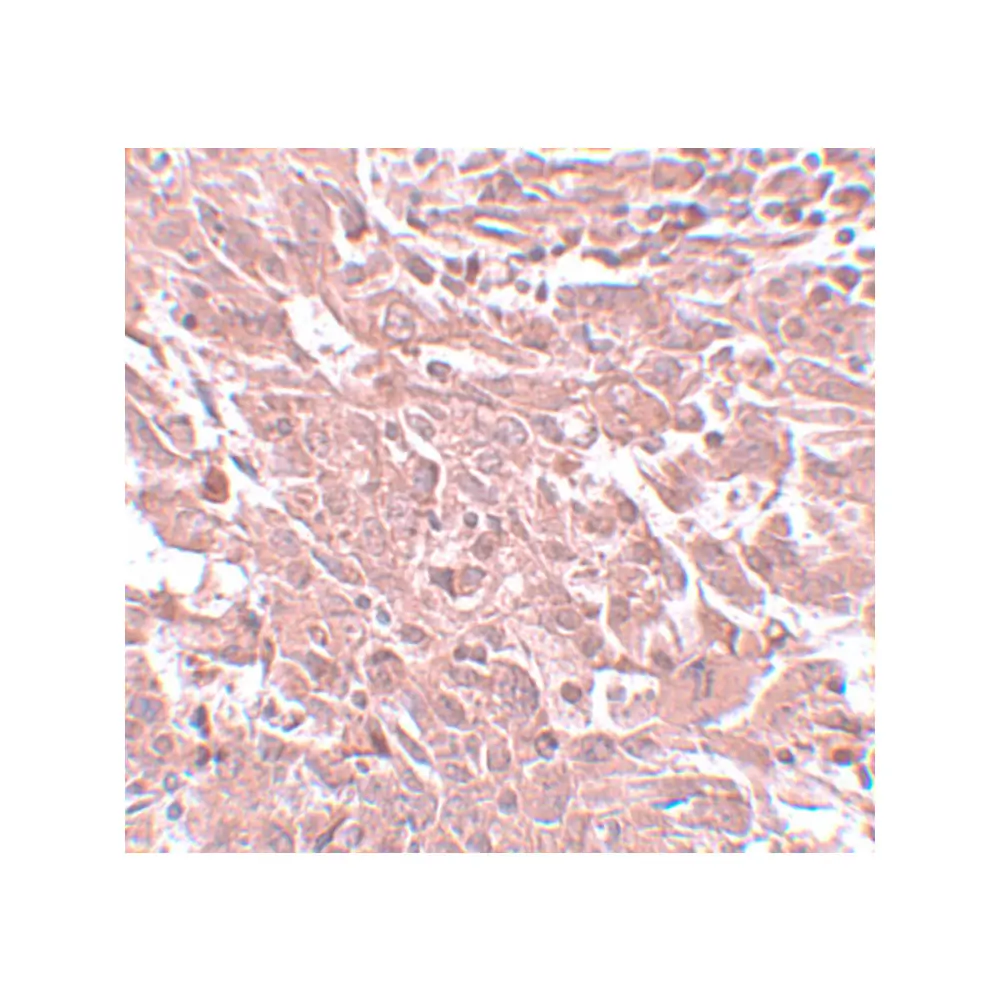 ProSci 5631_S BCAS4 Antibody, ProSci, 0.02 mg/Unit Secondary Image