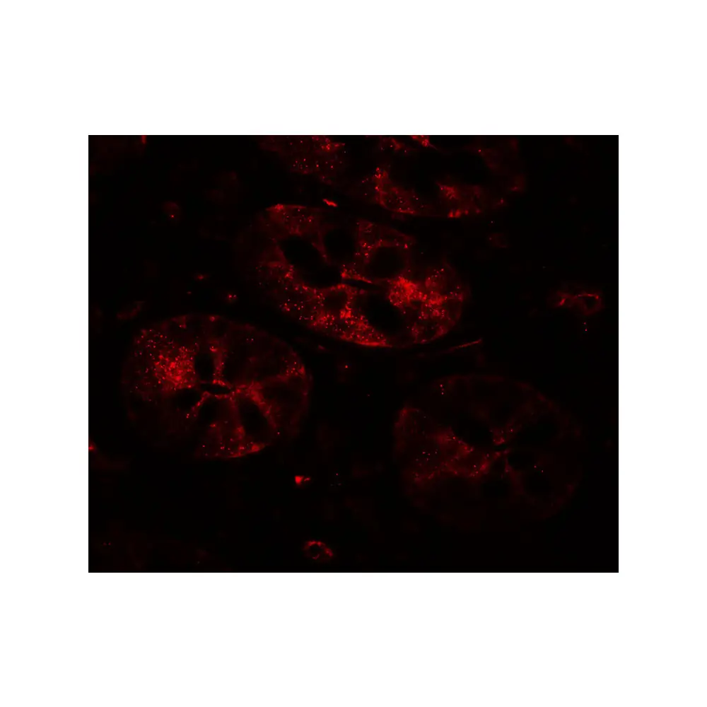 ProSci 7529 BHLHA15 Antibody, ProSci, 0.1 mg/Unit Tertiary Image