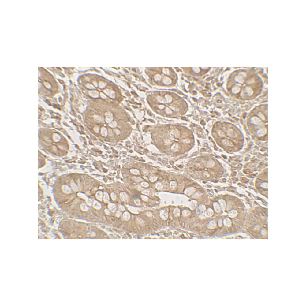 ProSci 7529_S BHLHA15 Antibody, ProSci, 0.02 mg/Unit Secondary Image