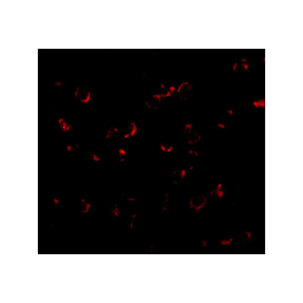 ProSci 4663 BICD1 Antibody, ProSci, 0.1 mg/Unit Tertiary Image
