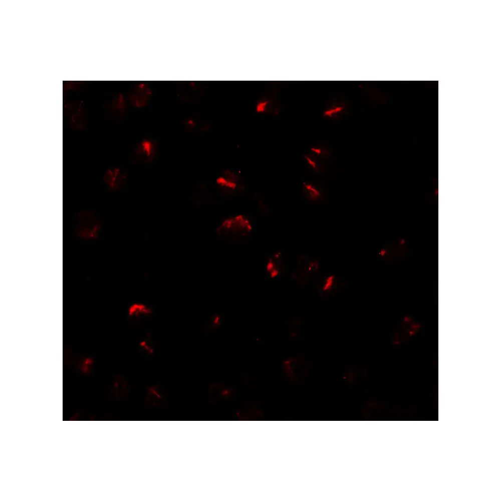 ProSci 6909 BMP15 Antibody, ProSci, 0.1 mg/Unit Tertiary Image
