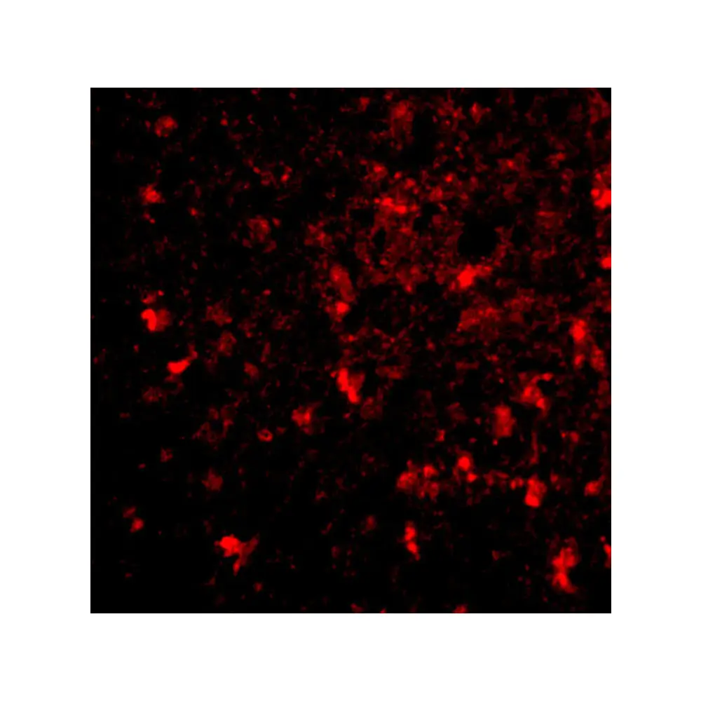 ProSci 4329 BRCC45 Antibody, ProSci, 0.1 mg/Unit Tertiary Image