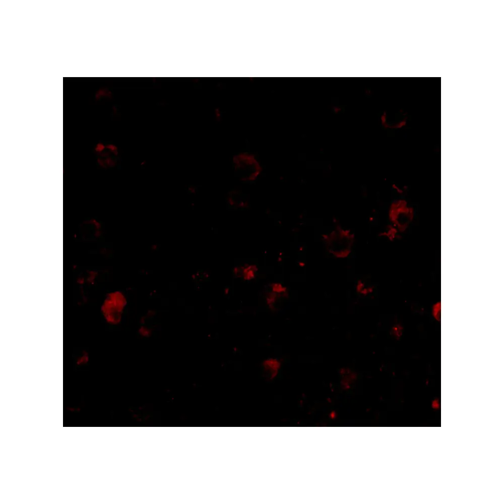ProSci 4083 BRSK1 Antibody, ProSci, 0.1 mg/Unit Tertiary Image